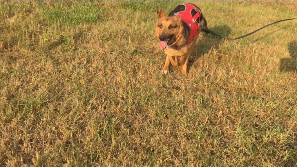 Bulgarien Tierschutz Straßenhunde World of Strays