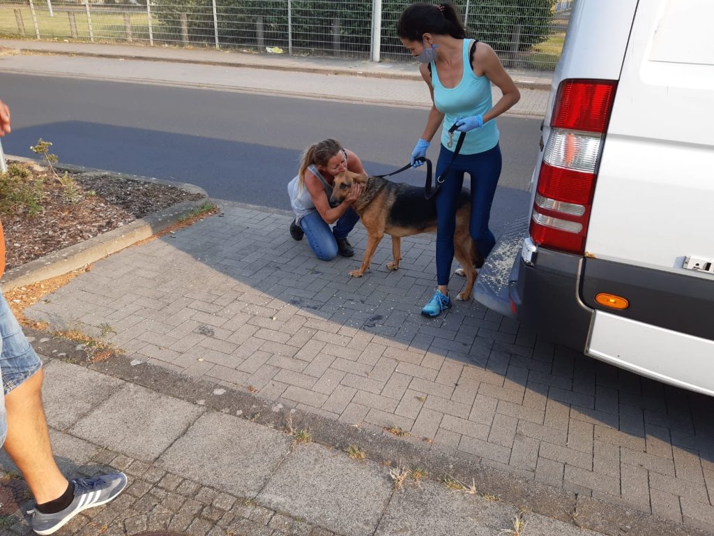 Bulgarien Tierschutz Straßenhunde World of Strays