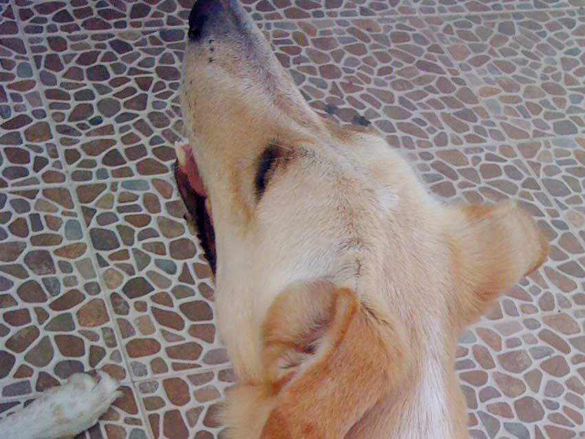 World of Strays Straßenhunde Spanien