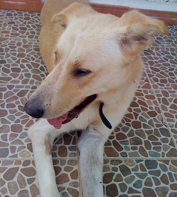 World of Strays Straßenhunde Spanien