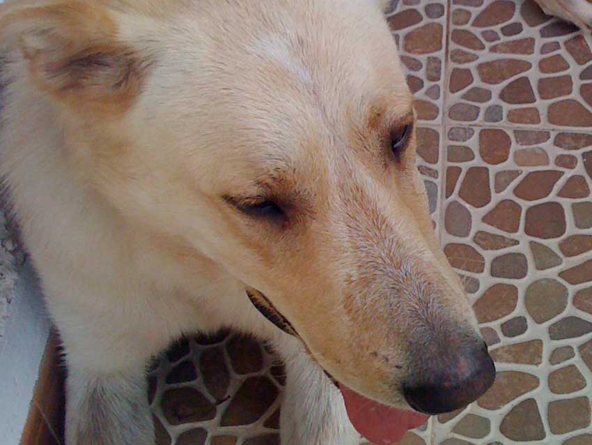 World of Strays Straßenhunde Spanien