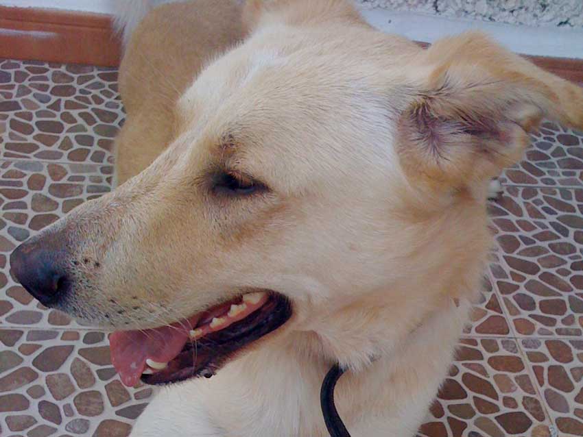 World of Strays Straßenhunde Spanien