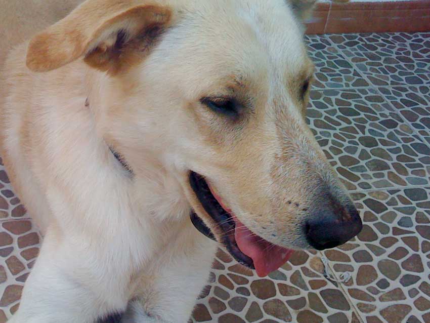 World of Strays Straßenhunde Spanien