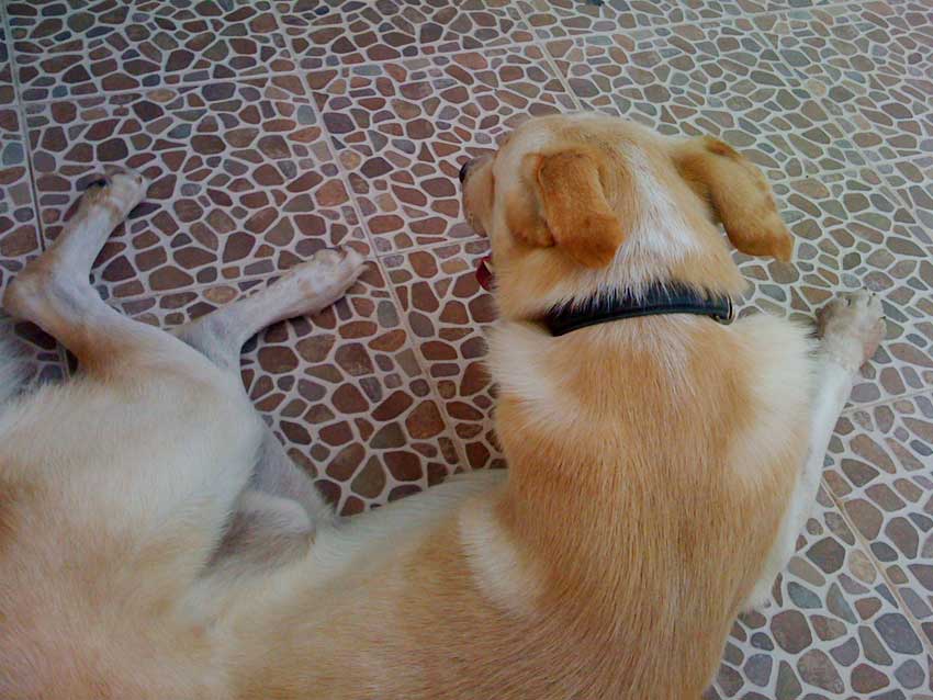 World of Strays Straßenhunde Spanien