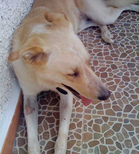 World of Strays Straßenhunde Spanien