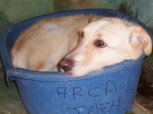 World of Strays Straßenhunde Spanien