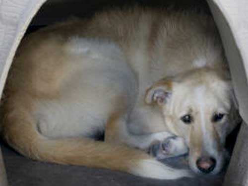 World of Strays Straßenhunde Spanien