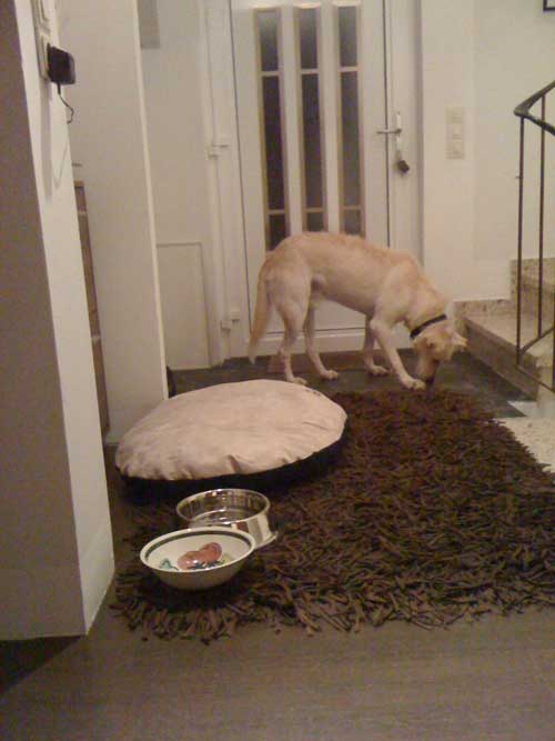 World of Strays Straßenhunde Spanien