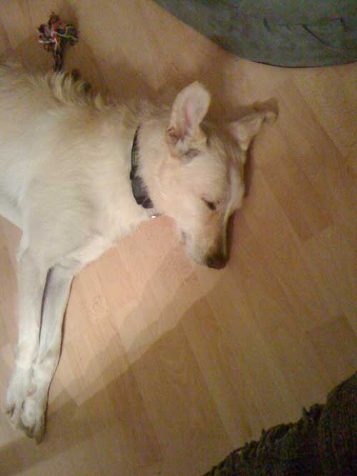 World of Strays Straßenhunde Spanien