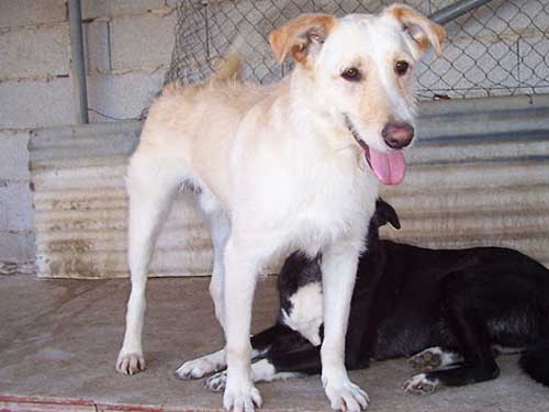 World of Strays Straßenhunde Spanien