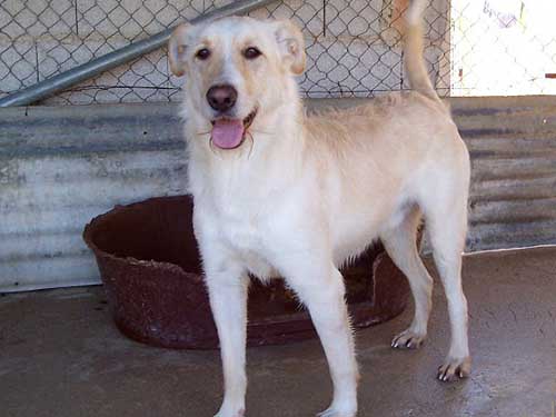 World of Strays Straßenhunde Spanien