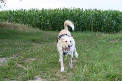World of Strays Straßenhunde Spanien