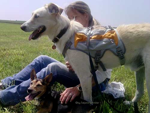 World of Strays Straßenhunde Spanien