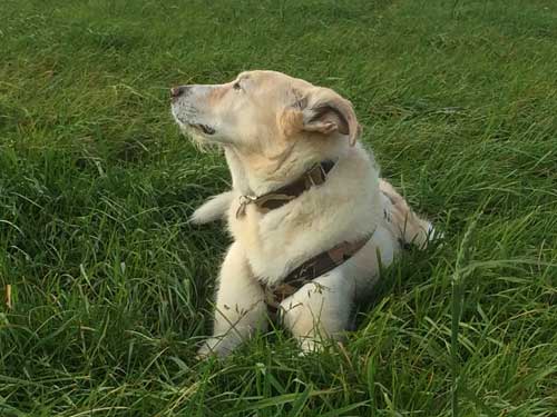 World of Strays Straßenhunde Spanien