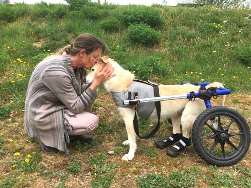 World of Strays Straßenhunde Spanien