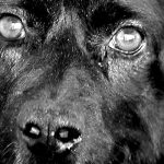 Straßenhunde World of Strays Kroatien