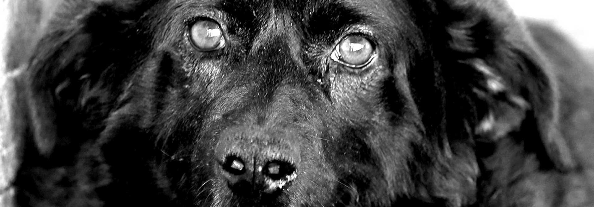 Straßenhunde World of Strays Kroatien