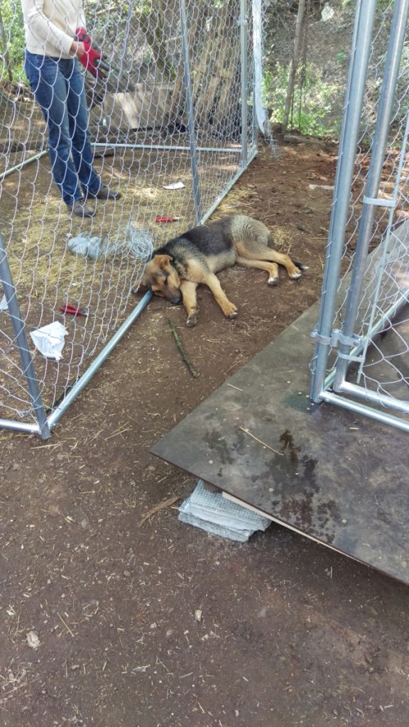 Bulgarien Tierschutz Straßenhunde World of Strays