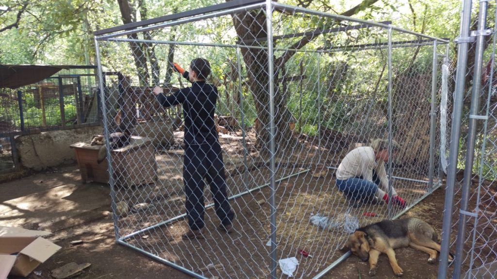 Bulgarien Tierschutz Straßenhunde World of Strays