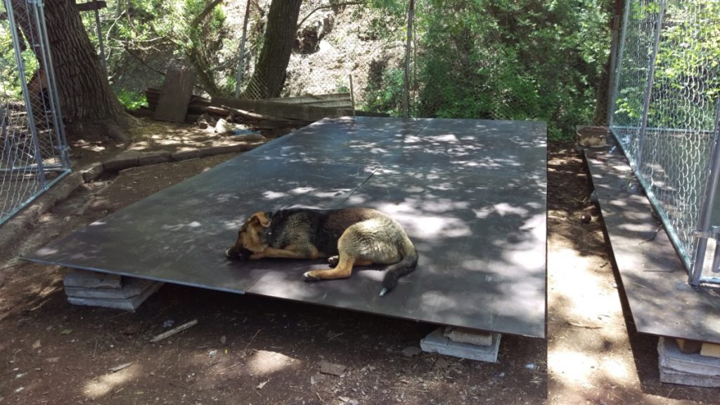 Bulgarien Tierschutz Straßenhunde World of Strays