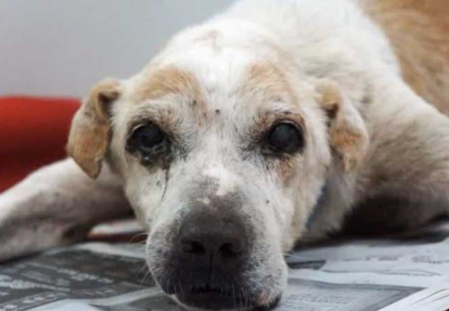 Ol Boy Singapur Strays World of Strays Straßenhunde