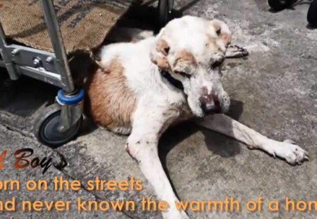 Ol Boy Singapur Strays World of Strays Straßenhunde