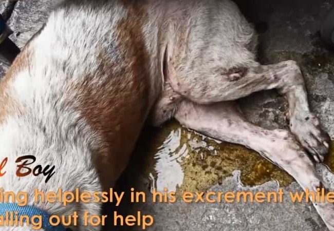 Ol Boy Singapur Strays World of Strays Straßenhunde