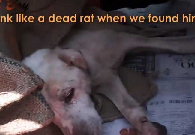 Ol Boy Singapur Strays World of Strays Straßenhunde