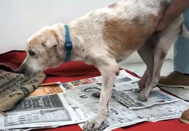 Ol Boy Singapur Strays World of Strays Straßenhunde