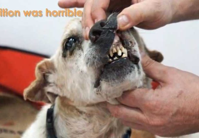 Ol Boy Singapur Strays World of Strays Straßenhunde