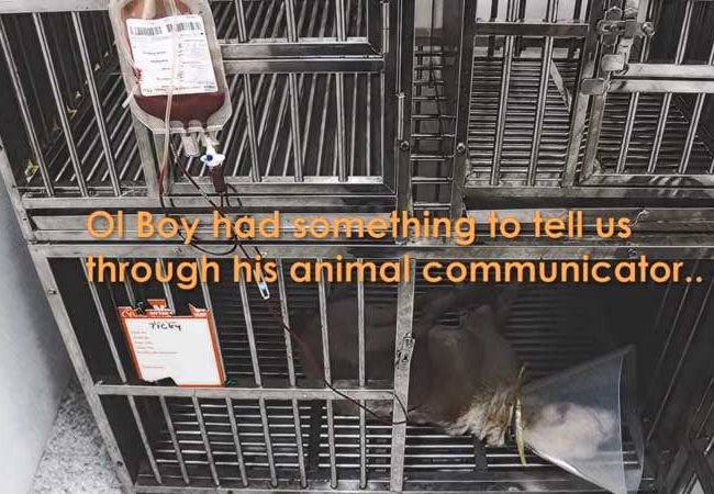 Ol Boy Singapur Strays World of Strays Straßenhunde