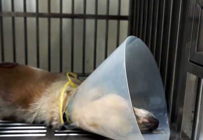 Ol Boy Singapur Strays World of Strays Straßenhunde