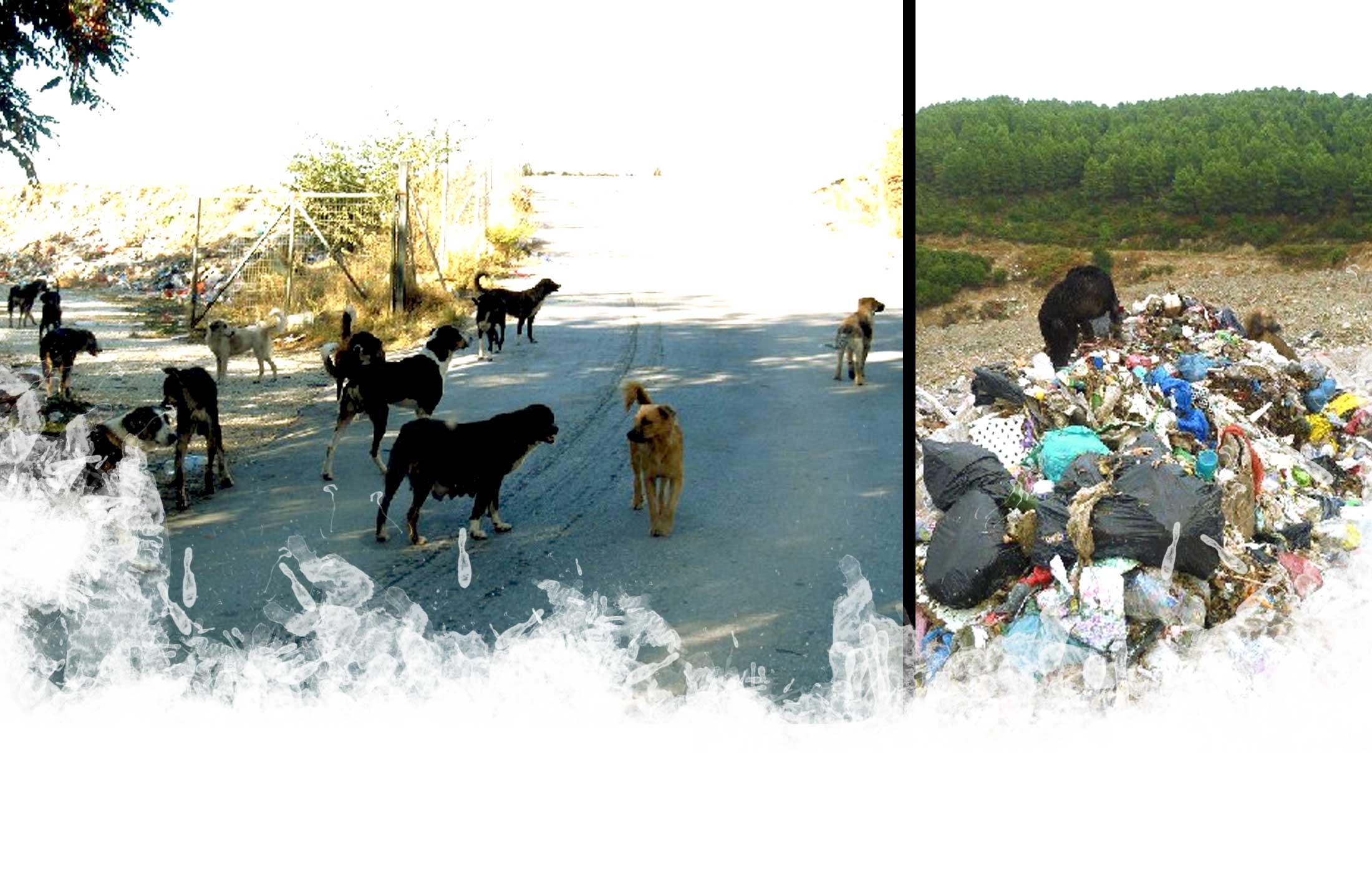 5 Tage mit Foteini - Eindrücke einer Reise World of Strays Straßenhunde Griechenland