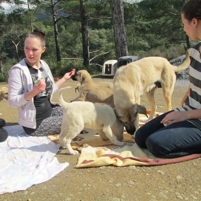 Türkei Straßenhunde Report Kitmir e.V. World of Strays