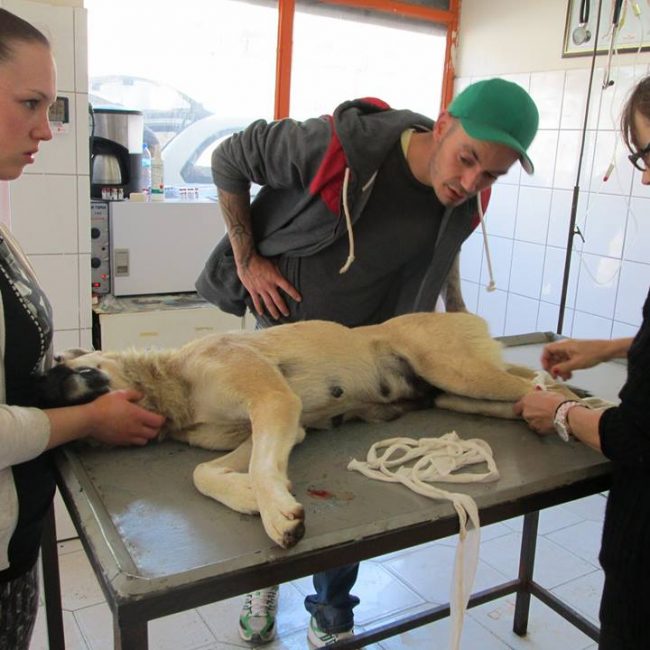 Türkei Straßenhunde Report Kitmir e.V. World of Strays