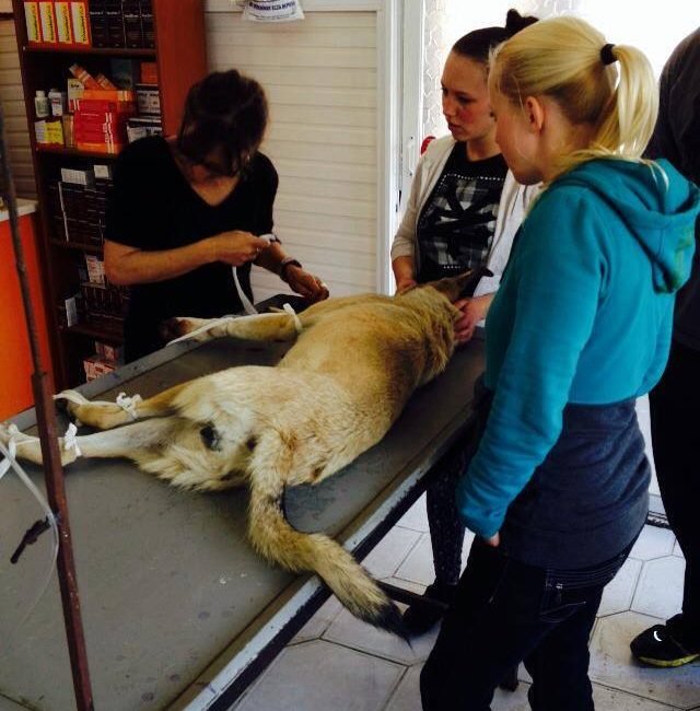 Türkei Straßenhunde Report Kitmir e.V. World of Strays