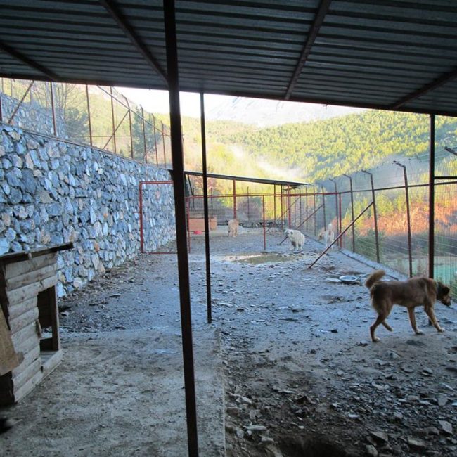 Türkei Straßenhunde Report Kitmir e.V. World of Strays