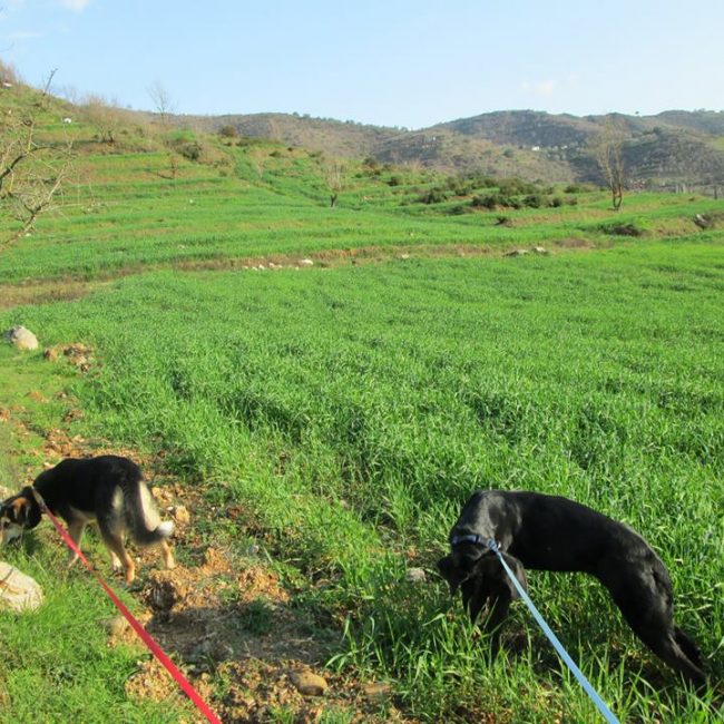 Türkei Straßenhunde Report Kitmir e.V. World of Strays