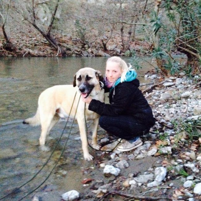 Türkei Straßenhunde Report Kitmir e.V. World of Strays