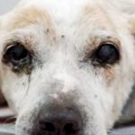 Ol Boy Singapur Strays World of Strays Straßenhunde