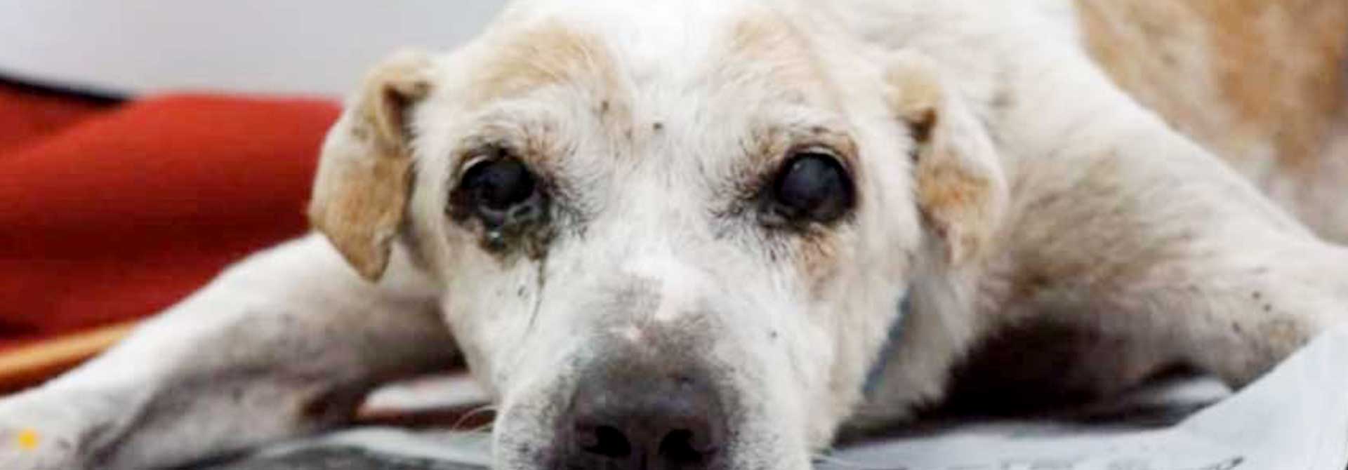 Ol Boy Singapur Strays World of Strays Straßenhunde