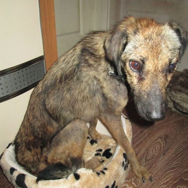 Türkei Straßenhunde Report Kitmir e.V. World of Strays