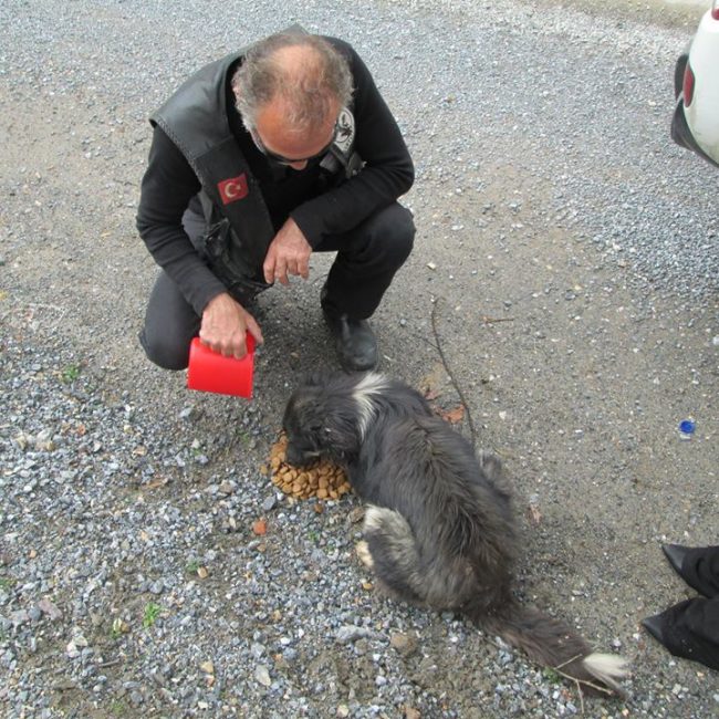 Türkei Straßenhunde Report Kitmir e.V. World of Strays