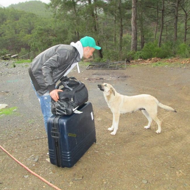 Türkei Straßenhunde Report Kitmir e.V. World of Strays
