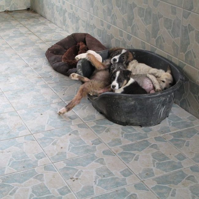 Türkei Straßenhunde Report Kitmir e.V. World of Strays