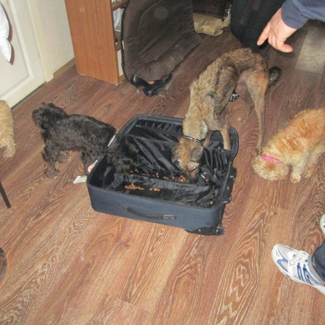 Türkei Straßenhunde Report Kitmir e.V. World of Strays