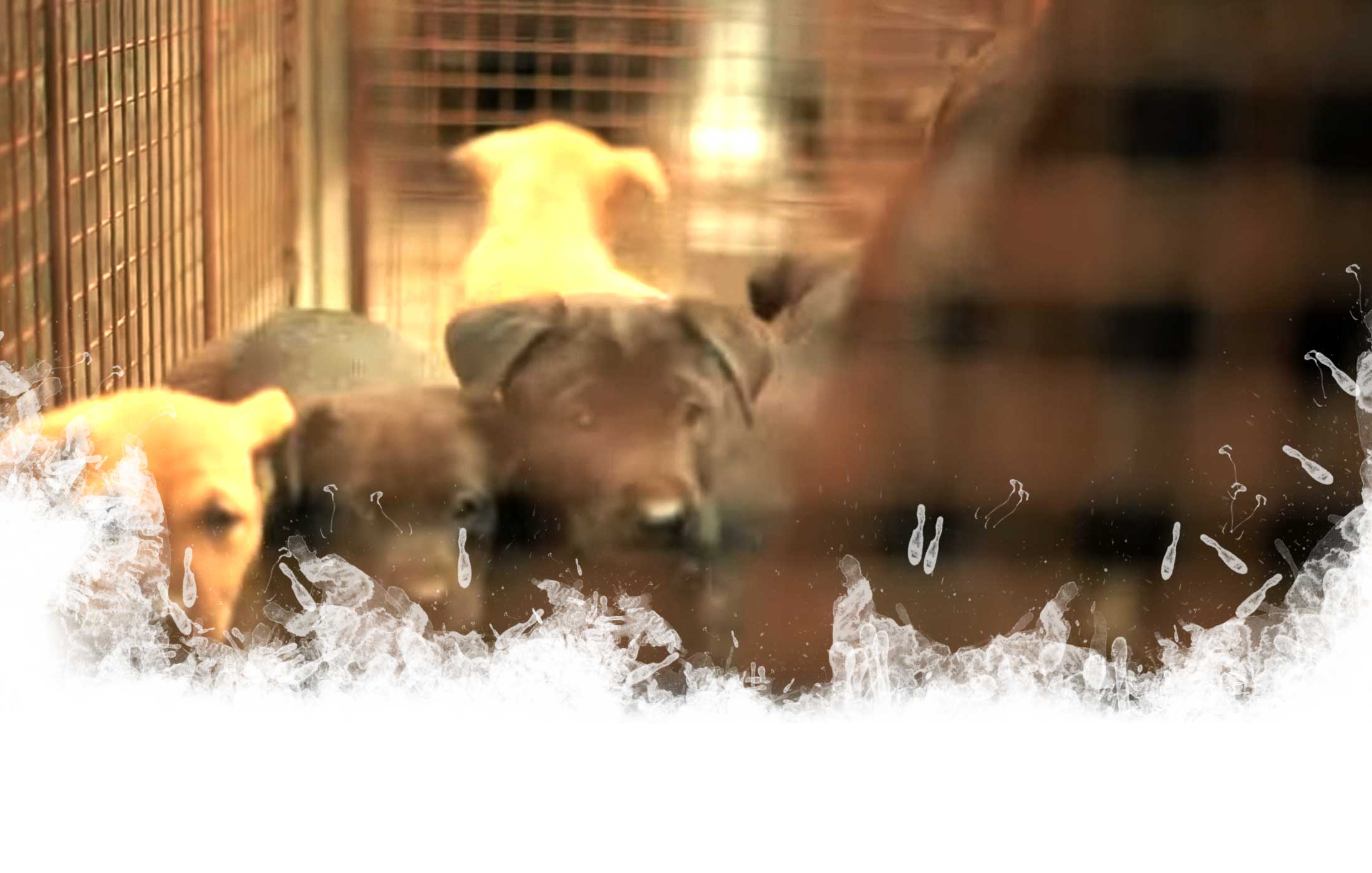 Taiwan Report Shelter Straßenhunde zwölf Nächte World of Strays