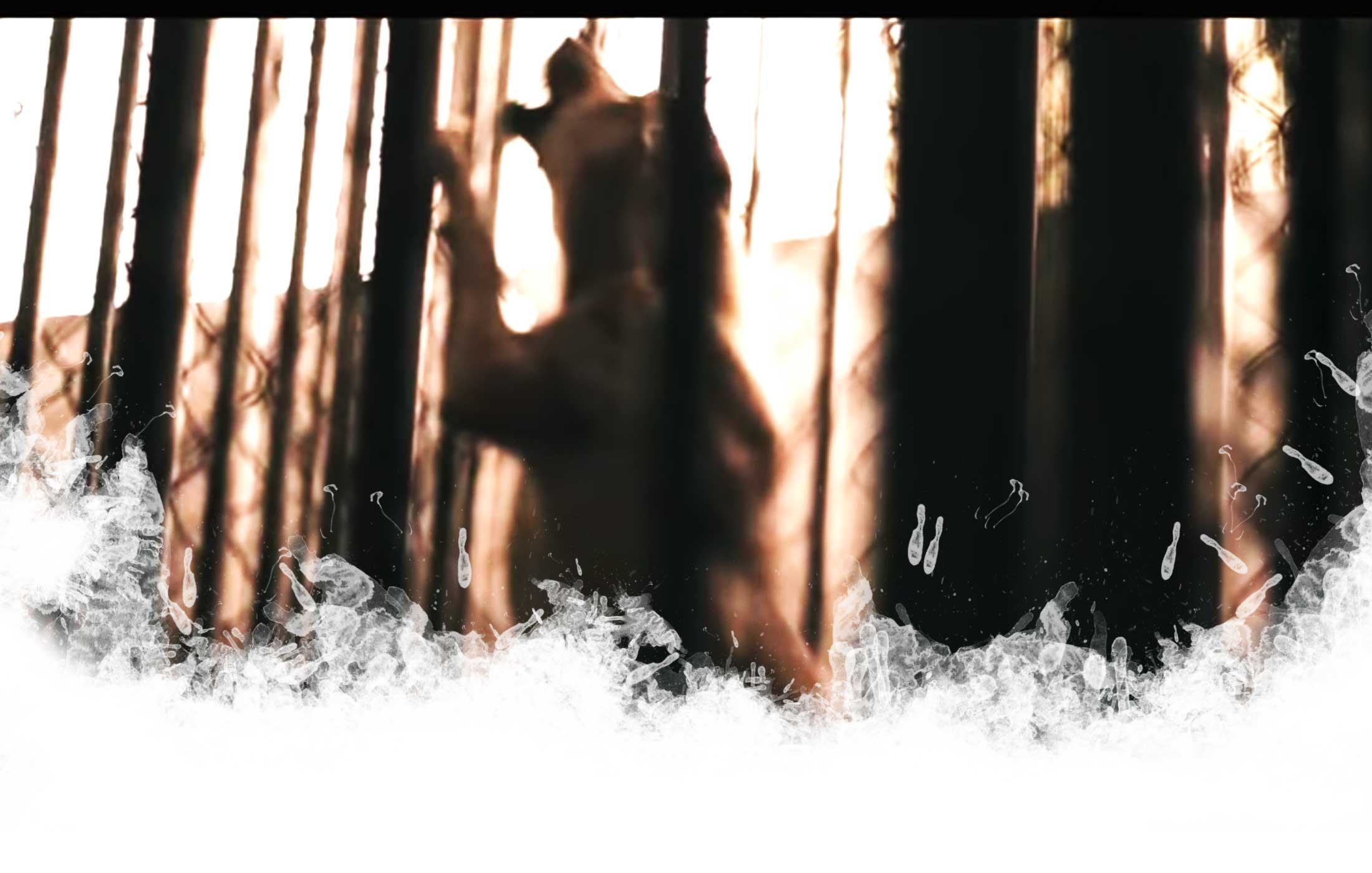 Taiwan Report Shelter Straßenhunde zwölf Nächte World of Strays