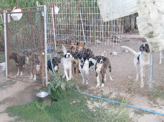 5 Tage mit Foteini - Eindrücke einer Reise World of Strays Straßenhunde Griechenland
