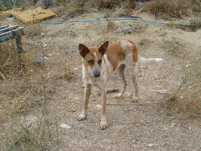 5 Tage mit Foteini - Eindrücke einer Reise World of Strays Straßenhunde Griechenland
